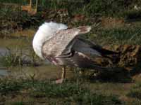 Goéland pontique Larus cachinnans