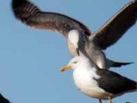 Goéland pontique Larus cachinnans