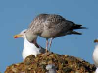 Goéland pontique Larus cachinnans