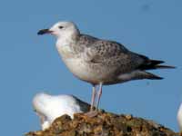 Goéland pontique Larus cachinnans