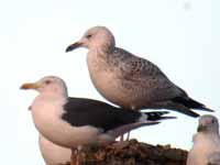 Goéland pontique Larus cachinnans