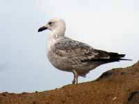 Goéland pontique Larus cachinnans