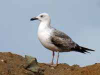 Goéland pontique Larus cachinnans