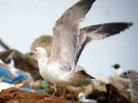 Goéland pontique Larus cachinnans