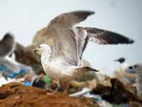 Goéland pontique Larus cachinnans