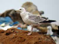 Goéland pontique Larus cachinnans