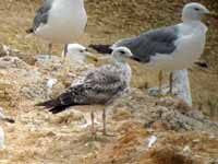 Goéland pontique Larus cachinnans