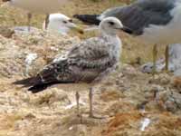 Goéland pontique Larus cachinnans