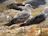 Goéland pontique Larus cachinnans