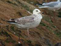 Goéland pontique Larus cachinnans