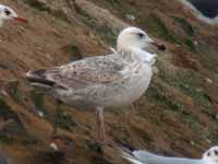 Goéland pontique Larus cachinnans