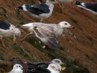 Goéland pontique Larus cachinnans