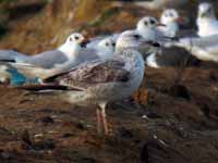 Goéland pontique Larus cachinnans