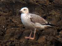 Goéland pontique Larus cachinnans