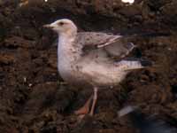 Goéland pontique Larus cachinnans