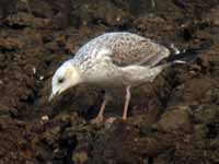 Goéland pontique Larus cachinnans