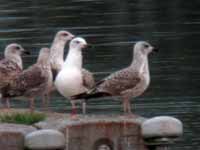 Goéland pontique Larus cachinnans