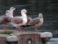 Goéland pontique Larus cachinnans