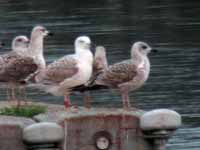 Goéland pontique Larus cachinnans