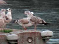 Goéland pontique Larus cachinnans