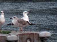 Goéland pontique Larus cachinnans