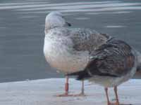 Goéland pontique Larus cachinnans