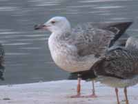 Goéland pontique Larus cachinnans