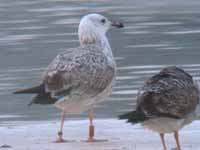 Goéland pontique Larus cachinnans