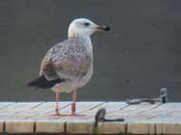 Goéland pontique Larus cachinnans