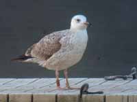 Goéland pontique Larus cachinnans