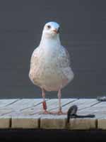 Goéland pontique Larus cachinnans