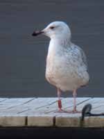 Goéland pontique Larus cachinnans