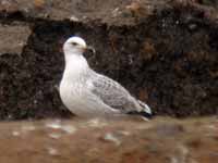 Goéland pontique Larus cachinnans