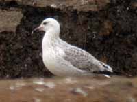 Goéland pontique Larus cachinnans