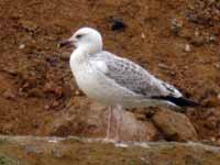 Goéland pontique Larus cachinnans