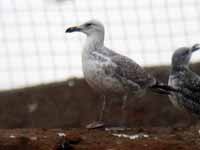 Goéland pontique Larus cachinnans