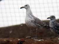 Goéland pontique Larus cachinnans