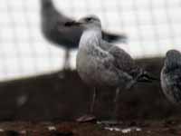 Goéland pontique Larus cachinnans