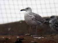 Goéland pontique Larus cachinnans