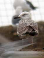 Goéland pontique Larus cachinnans