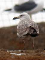 Goéland pontique Larus cachinnans