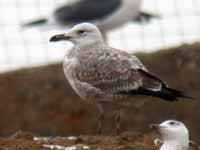 Goéland pontique Larus cachinnans