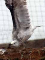 Goéland pontique Larus cachinnans