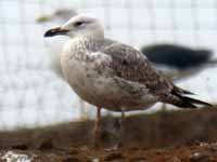 Goéland pontique Larus cachinnans