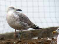 Goéland pontique Larus cachinnans