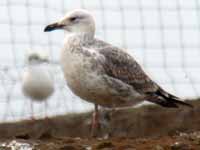 Goéland pontique Larus cachinnans