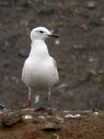 Goéland pontique Larus cachinnans