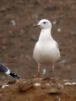 Goéland pontique Larus cachinnans