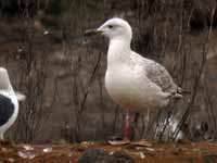 Goéland pontique Larus cachinnans