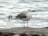 Goéland pontique Larus cachinnans